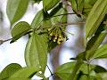 Poison-Fruit Vine